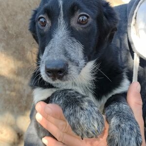 DOTTIE - reserviert LS - vermittelt