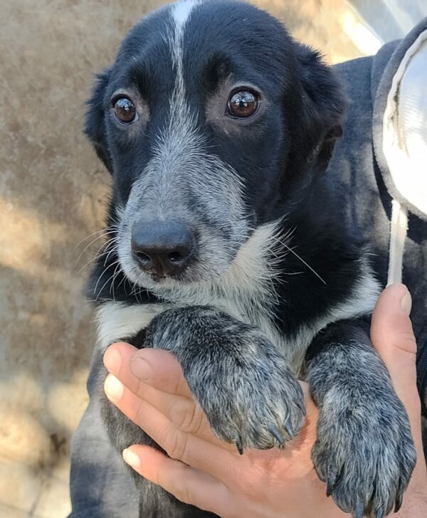 DOTTIE - reserviert LS - vermittelt