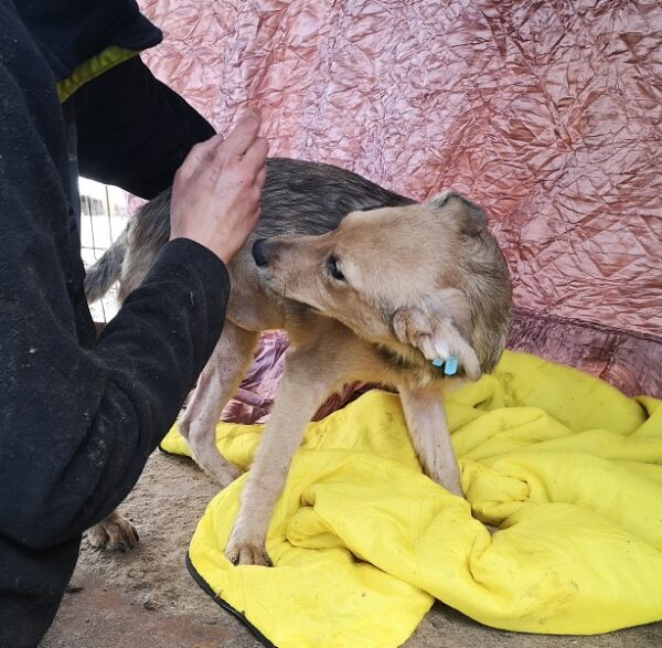 LOTTI – reserviert Tierschutzteam Europa - vermittelt – Bild 3