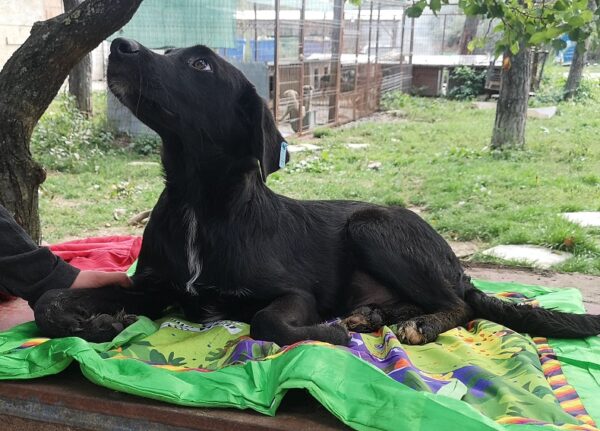 KINGSLEY - auf Pflegestelle in PLZ 8 - vermittelt – Bild 2