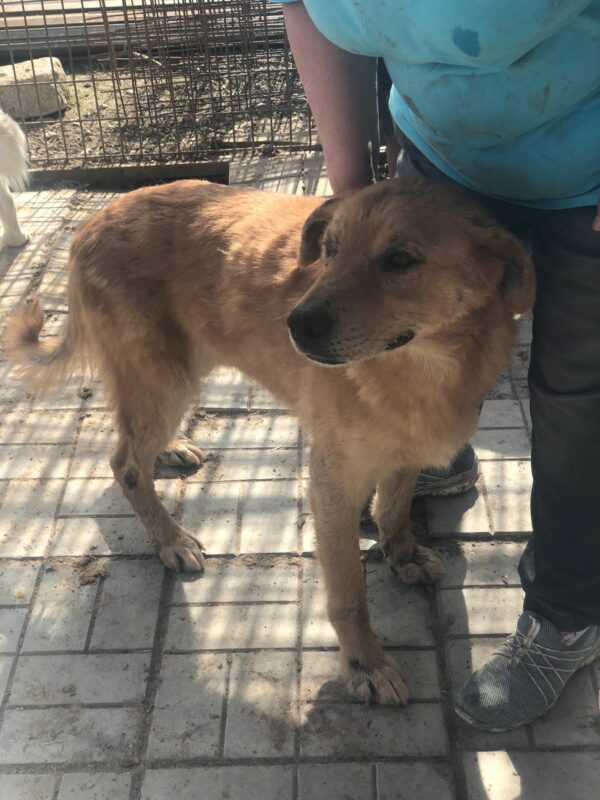 WINNETOU - Notfall: Mobbingopfer - reserviert Hundescheune Fläming vermittelt – Bild 2