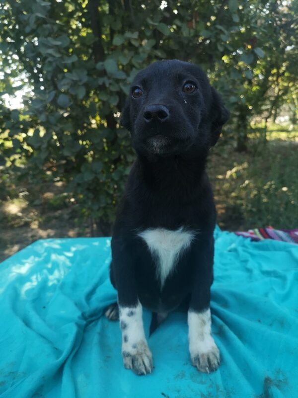 FLECKI - reserviert 4animals - vermittelt – Bild 2