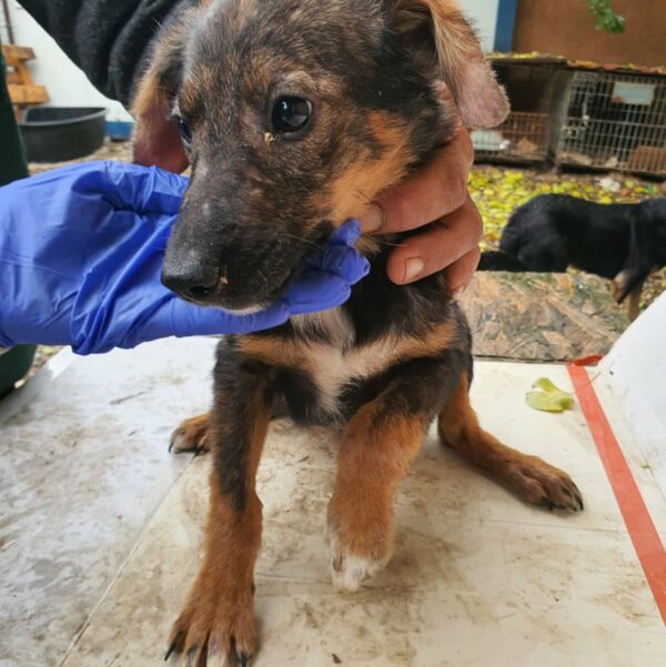 FELICITAS - reserviert Tierhilfe Lebenswert DR - vermittelt – Bild 2