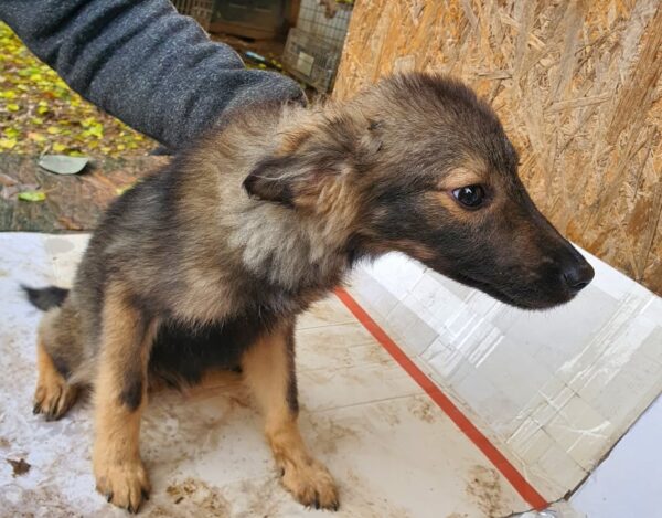 LURCHI - reserviert Tierhilfe Lebenswert DR - vermittelt – Bild 3