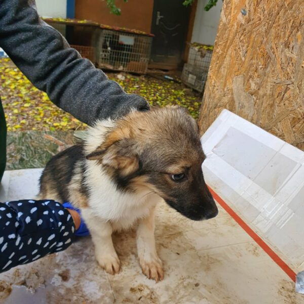 DROPS - reserviert Tierhilfe Lebenswert DR - vermittelt – Bild 2