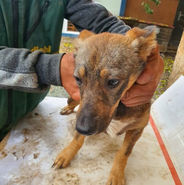 GINY - reserviert Tierhilfe Lebenswert DR - vermittelt – Bild 2
