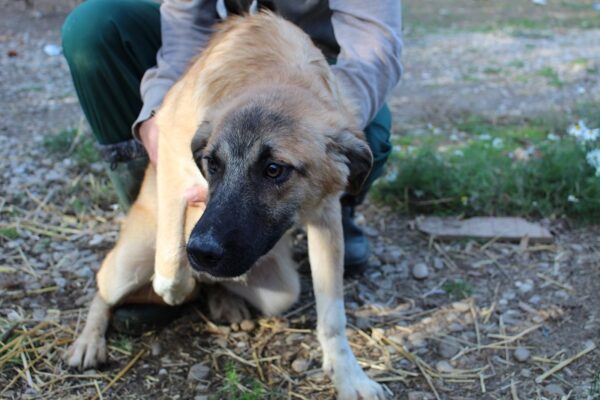 HOTCH (♂ )- seit mind. 2021 im Shelter – Bild 13
