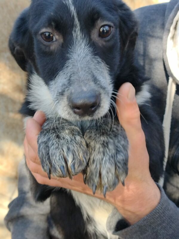 DOTTIE - reserviert LS - vermittelt – Bild 3