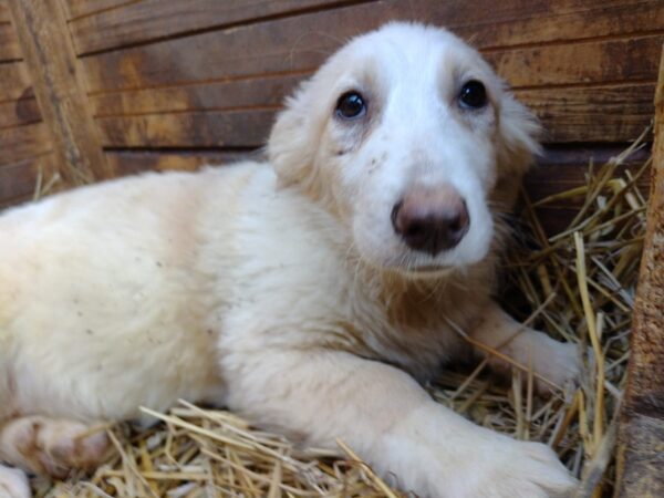 ELEONORA - reserviert (MG) - vermittelt – Bild 2