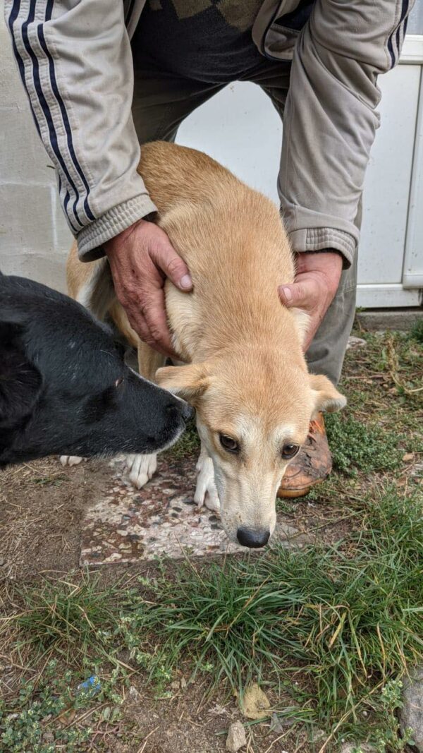 CINDERELLA - reserviert Tierhilfe Lebenswert vermittelt – Bild 4