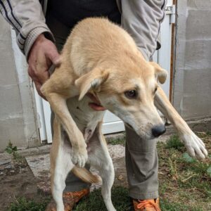 CINDERELLA - reserviert Tierhilfe Lebenswert vermittelt