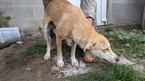 CINDERELLA - reserviert Tierhilfe Lebenswert vermittelt – Bild 2