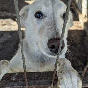HENNA - reserviert für Tierhilfe Lebenswert - vermittelt