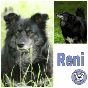 Reni (♀) in 56379 Singhofen (Nähe Koblenz, Wiesbaden)