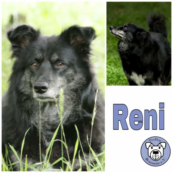 Reni (♀) in 56379 Singhofen (Nähe Koblenz, Wiesbaden)