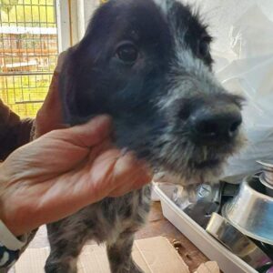 KAYO - reserviert Tierschutzteam Europa Rösrath (AL) - vermittelt