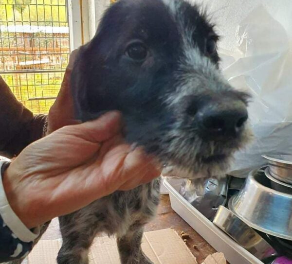 KAYO - reserviert Tierschutzteam Europa Rösrath (AL) - vermittelt