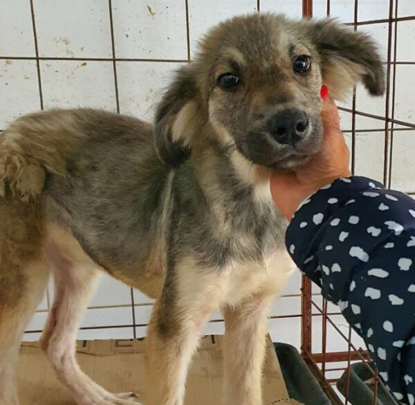 ALEIDIS - reserviert Tierhilfe Lebenswert DR - vermittelt