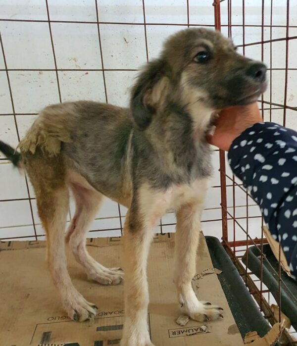 ALEIDIS - reserviert Tierhilfe Lebenswert DR - vermittelt – Bild 2