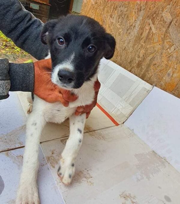 MAYLO (LUCAS) - reserviert Tierhilfe Lebenswert DR - vermittelt