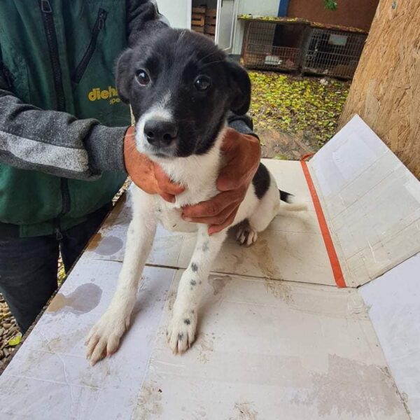MAYLO (LUCAS) - reserviert Tierhilfe Lebenswert DR - vermittelt – Bild 2
