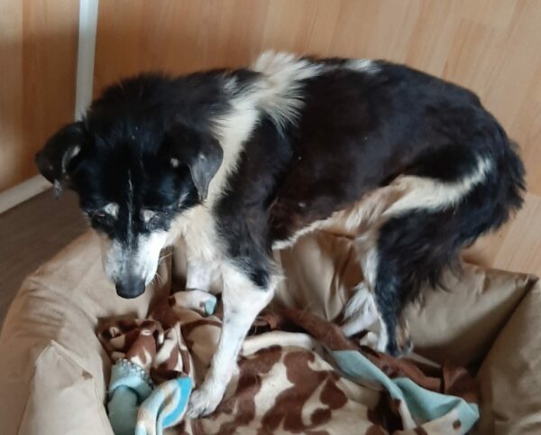 NADINA - Gnadenplatzhund seit dem 25.09.2021 - RBB 28.04.2023 – Bild 3