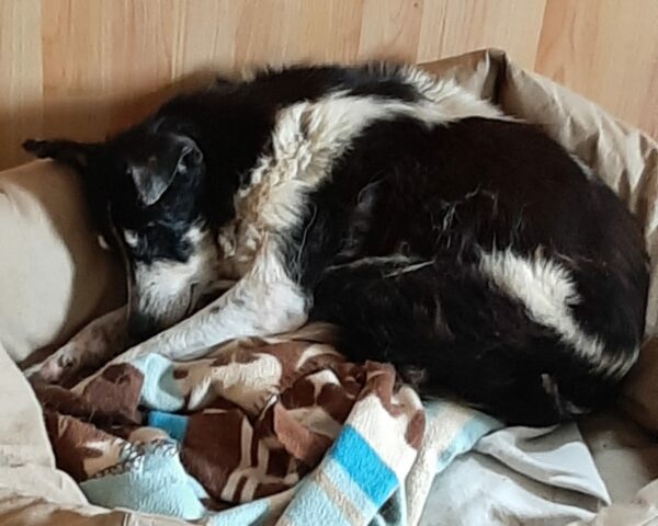 NADINA - Gnadenplatzhund seit dem 25.09.2021 - RBB 28.04.2023 – Bild 2