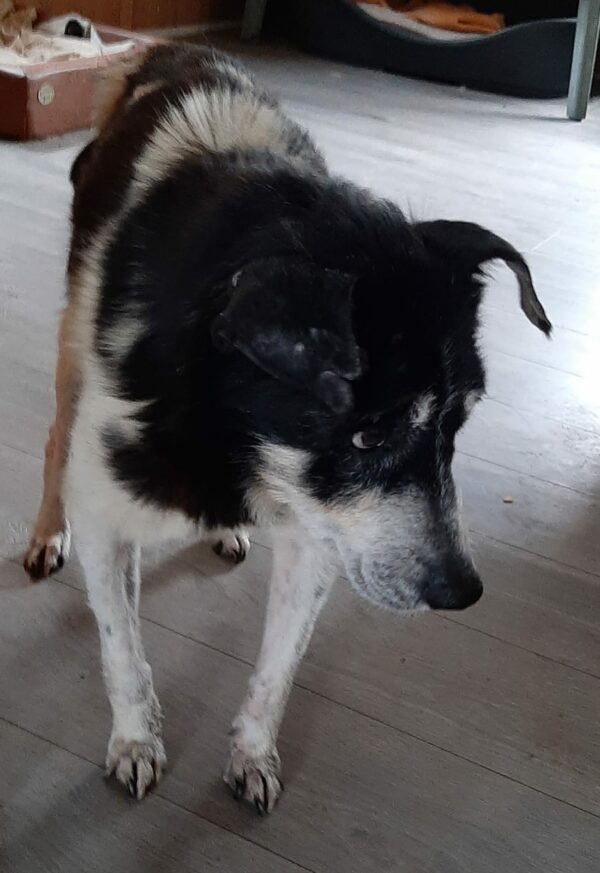 NADINA - Gnadenplatzhund seit dem 25.09.2021 - RBB 28.04.2023 – Bild 4