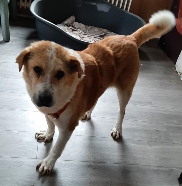 NEVIO - Gnadenplatzhund seit dem 21.07.2021 - RBB 28.10.2022 – Bild 4