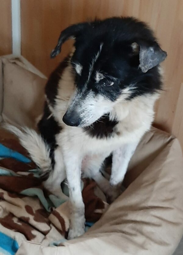 NADINA - Gnadenplatzhund seit dem 25.09.2021 - RBB 28.04.2023 – Bild 5
