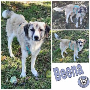 Beena *vermittelt*