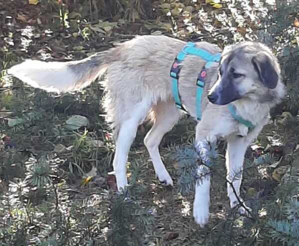 Beena *vermittelt* – Bild 2