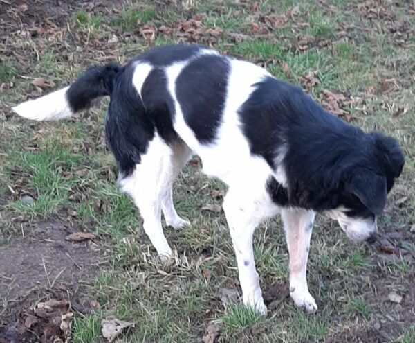 NADINA - Gnadenplatzhund seit dem 25.09.2021 - RBB 28.04.2023 – Bild 10