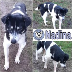 NADINA - Gnadenplatzhund seit dem 25.09.2021 - RBB 28.04.2023