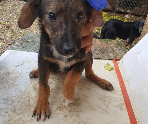 FELICITAS - reserviert Tierhilfe Lebenswert DR - vermittelt – Bild 3