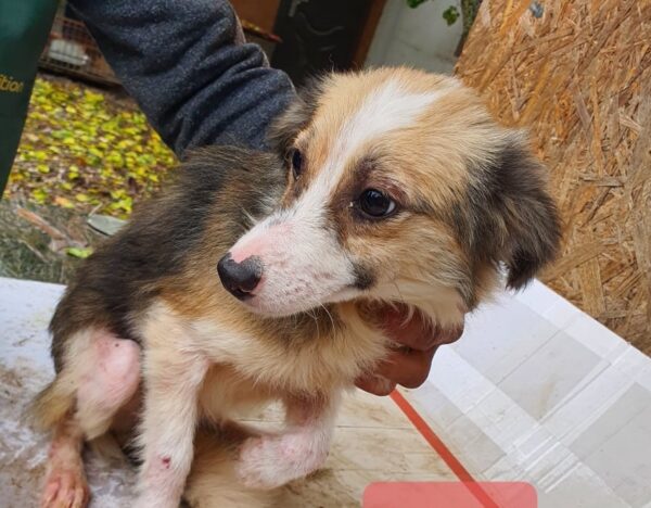 LISA - reserviert Tierhilfe Lebenswert DR - vermittelt – Bild 3