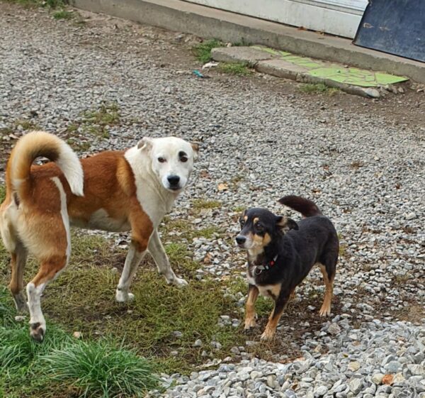 JOVAN - reserviert Tierhilfe Lebenswert DR (24.01.) - vermittelt – Bild 5