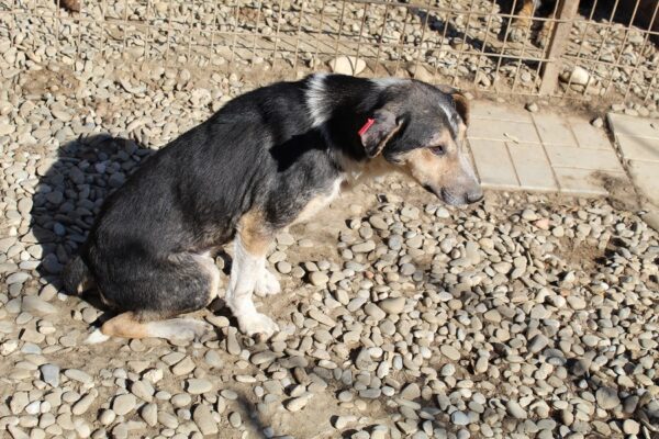TEX - vermisst 04/24 – Bild 5
