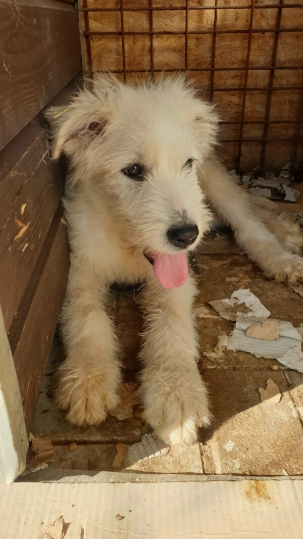 SILAN - reserviert Tierhilfe Lebenswert DR - vermittelt – Bild 3