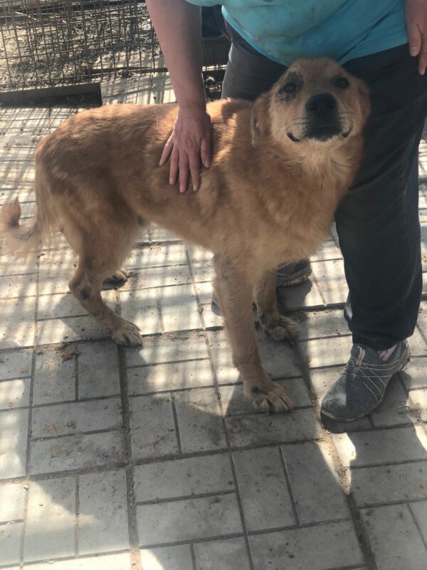 WINNETOU - Notfall: Mobbingopfer - reserviert Hundescheune Fläming vermittelt – Bild 3