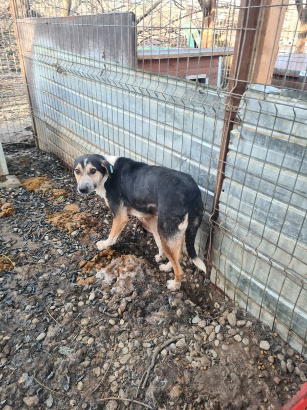 TEX - vermisst 04/24 – Bild 2