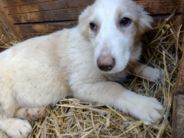 ELEONORA - reserviert (MG) - vermittelt – Bild 3