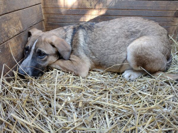 WHISKY - auf Pflegestelle in PLZ 7 vermittelt – Bild 4