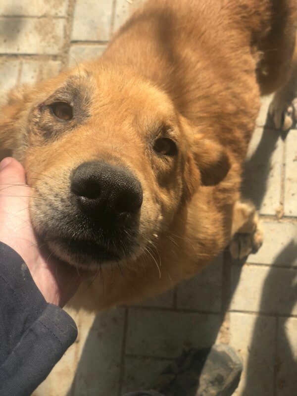 WINNETOU - Notfall: Mobbingopfer - reserviert Hundescheune Fläming vermittelt – Bild 4