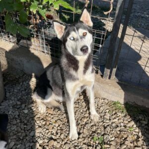CHASKA - reserviert Manuela - vermittelt