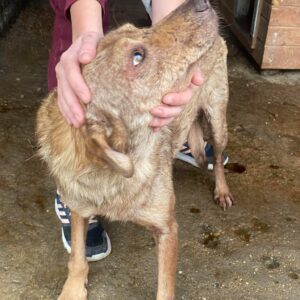 CLARA - reserviert TiNO - vermittelt