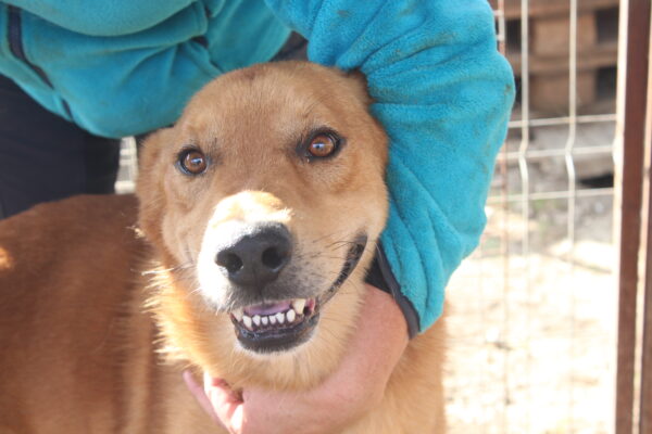 WINNETOU - Notfall: Mobbingopfer - reserviert Hundescheune Fläming vermittelt – Bild 5