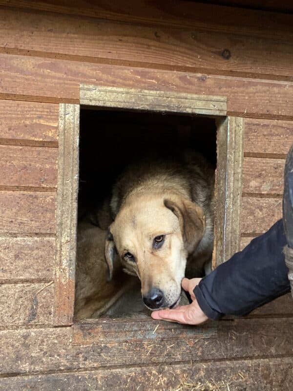 ANETT (♀) - seit 2021 im Shelter (seit Welpe an) – Bild 8
