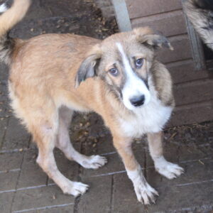 BÜB - reserviert Betty vermittelt