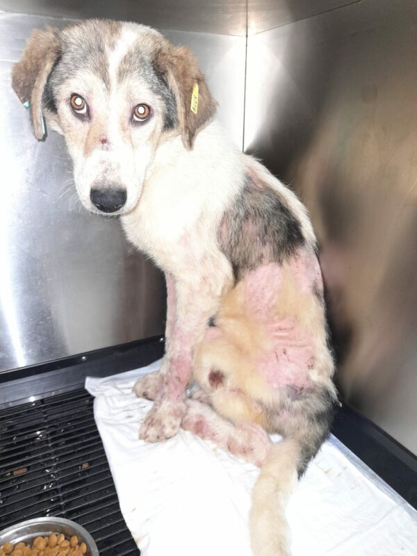 MILOR - reserviert Second Chance Dogs vermittelt – Bild 3